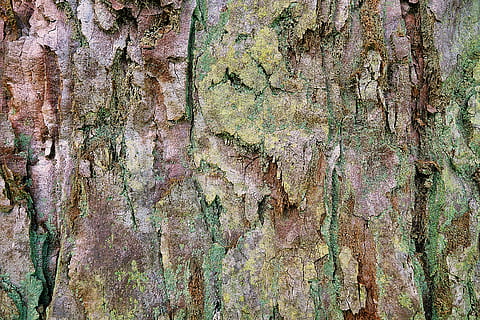 moosbedeckte Höhle, Pflanze, Baumstamm, Baum, Redwood, Algen, Blatt, Säugetier, Tier, Nagetier, Stachelschwein, wirbellos, Cricket-Insekt, Insekt, vergrößern, Holz, Wurzel, Eichhörnchen, Efeu, Boden, Geländer, Vollbild, Hintergründe, texturiert, verwittert, alt, keine Leute, Muster, Rau, Nahansicht, Wandbau - Funktion, Tag, Holz - Material, beschädigt, Kofferraum, abschälen, Ablehnen, schlechter Zustand, heruntergewirtschaftet, Verschlechterung, draußen, 2K, CC0, gemeinfrei, lizenzfrei