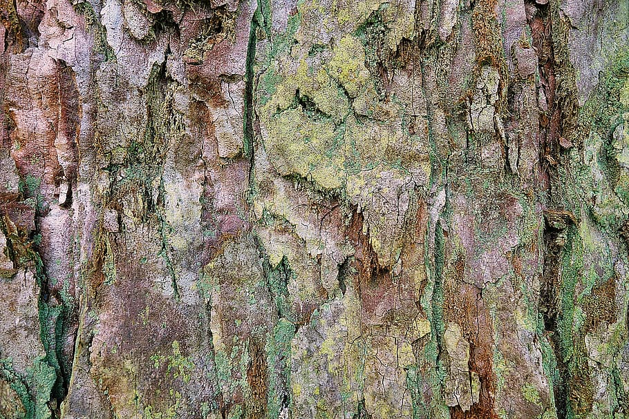 moosbedeckte Höhle, Pflanze, Baumstamm, Baum, Redwood, Algen, Blatt, Säugetier, Tier, Nagetier, Stachelschwein, wirbellos, Cricket-Insekt, Insekt, vergrößern, Holz, Wurzel, Eichhörnchen, Efeu, Boden, Geländer, Vollbild, Hintergründe, texturiert, verwittert, alt, keine Leute, Muster, Rau, Nahansicht, Wandbau - Funktion, Tag, Holz - Material, beschädigt, Kofferraum, abschälen, Ablehnen, schlechter Zustand, heruntergewirtschaftet, Verschlechterung, draußen, 2K