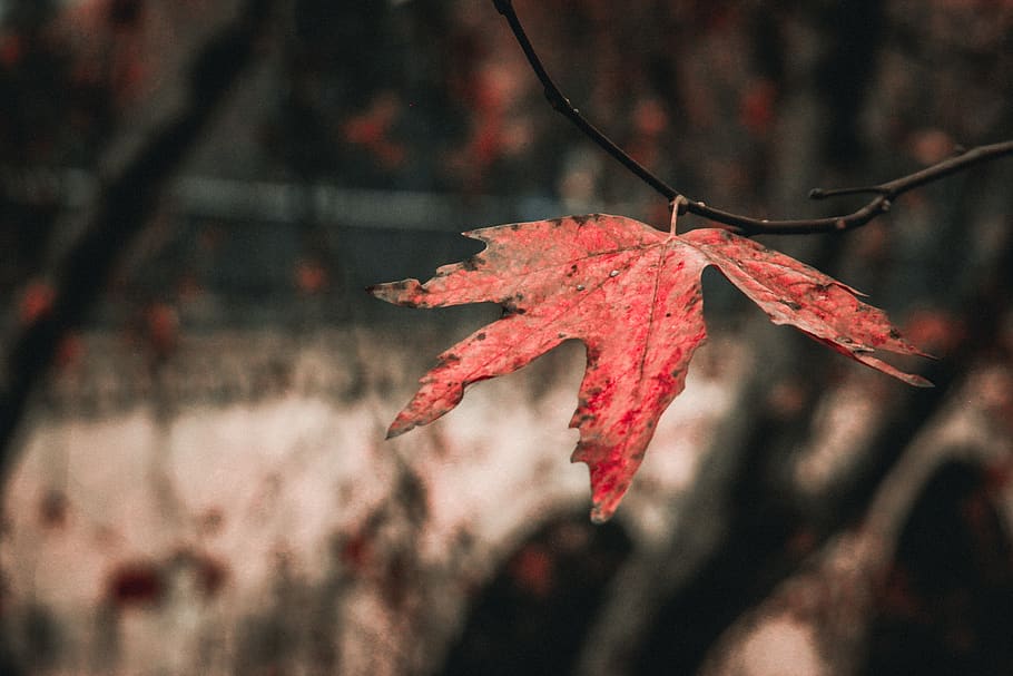 full, planta, arbre, maple, fulla d'auró, ocell, animal, venes, annonaceae, insecte, insecte de cricket, invertebrat, clavell, flor, acanthaceae, instrument musical, carillon, windchime, mala herba, tardor, part de la planta, centrar-se en primer pla, vermell, primer pla, naturalesa, canvi, branca, cap gent, dia, a l'aire lliure, bellesa a la natura, enfocament selectiu, vulnerabilitat, fragilitat, creixement, fulles, condició natural, 2K