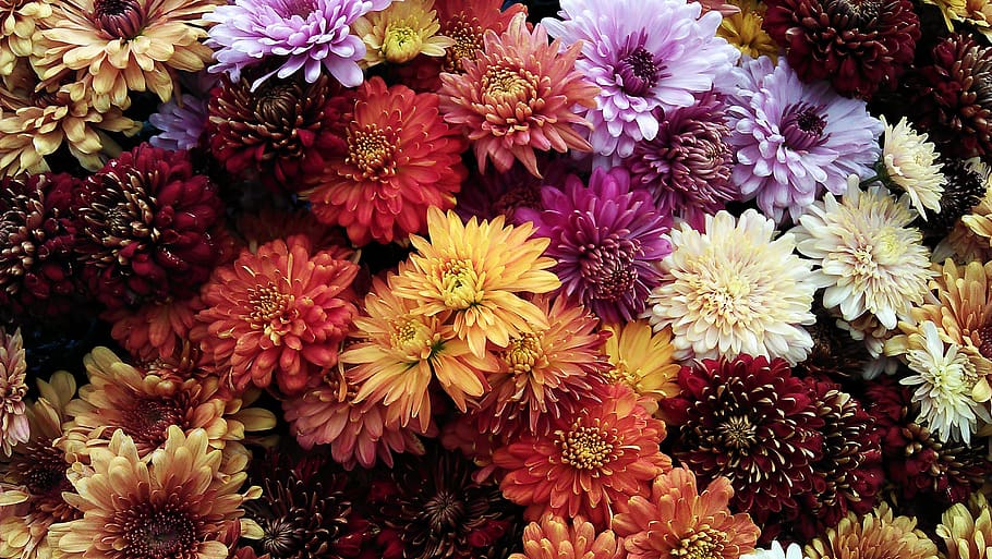 foto de flors variades, assortit, bonic, florir, florint, flor, botànic, brillant, crisantem, primer pla, colors, delicada, flora, flors, pètals, planta amb flors, fragilitat, vulnerabilitat, bellesa a la natura, pètal, frescor, planta, cap de flor, inflorescència, marc complet, creixement, fons, vista d’angle alt, cap gent, naturalesa, multicolor, dia, a l'aire lliure, Ram de flors, arranjament floral, bouquet, 2K