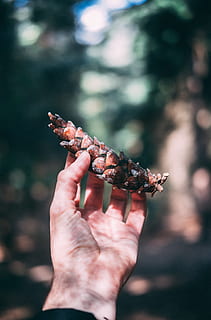 persona, celebració, pinya de pi, mà, bosc, pi, con, planta, tocar, sentir, a l'aire lliure, arbre, aventura, vida salvatge, naturalesa, tardor, caure, bokeh, mà humana, primer pla, menjar, insecte, animal, 5K, CC0, domini públic, lliure de regalies