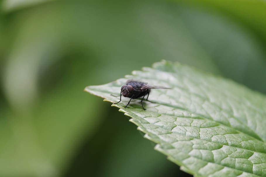 negre, volar, verd, full, mosca domèstica, insecte, animal, temes d'animals, un animal, invertebrat, animals a la natura, fauna animal, primer pla, enfocament selectiu, color verd, planta, dia, part de la planta, naturalesa, cap gent, ala dels animals, creixement, a l'aire lliure, 1080P