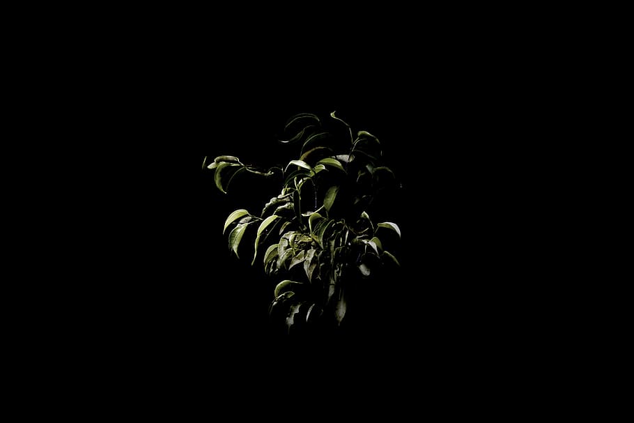 fulles, full, verd, fosc, negre, sol, brilli, resum, història, solitari, naturalesa, arbre, arbres, bosc, art, dramàtica, tir de l'estudi, còpia espai, fons negre, a l'interior, planta, cap gent, tallar, primer pla, frescor, part de la planta, bellesa a la natura, creixement, flor, vulnerabilitat, planta amb flors, fragilitat, inflorescència, cap de flor, 5K