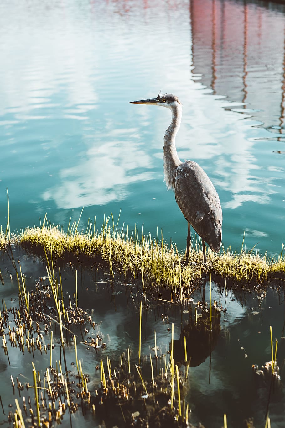 ave gris picada, garza, ardeidae, aus aquàtiques, grulla d'ocell, ocell, animal, Els angels, playa del rey, Estats Units, moll, bec, pantà, aigua, a l'aire lliure, terra, anhinga, flora, planta, llac, fauna animal, animals a la natura, temes d'animals, un animal, reflexió, vertebrats, naturalesa, cap gent, dia, herba, ocell aquàtic, platja, a la vora del llac, coll d'animals, 5K
