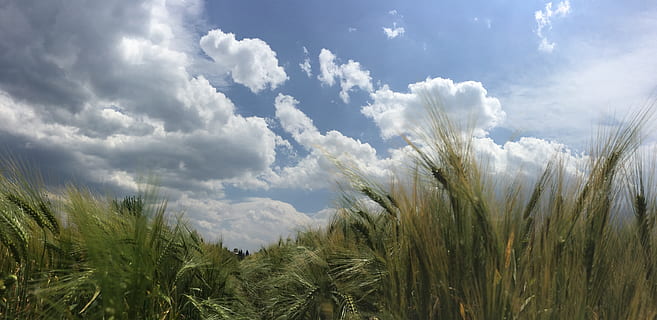 China, dali, centeno, nube, cielo, nube - cielo, planta, crecimiento, belleza en la naturaleza, naturaleza, paisaje, campo, tranquilidad, tierra, agricultura, paisajes - naturaleza, luz del sol, nadie, antecedentes, color verde, al aire libre, ambiente, escena tranquila, día, viento, 5K, CC0, dominio público, libre de derechos