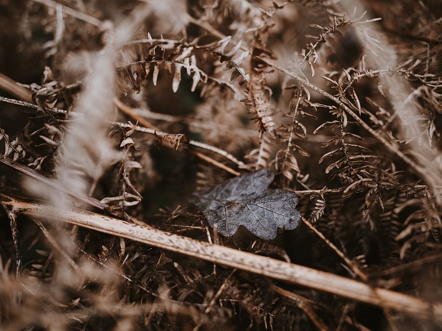 fulles marrons, planta, full, animal, insecte, invertebrat, molsa, sòl, naturalesa, a l'aire lliure, gel, neu, vegetació, menjar, produir, vegetals, gra, falguera, herba, cristall, llavor, enfocament selectiu, sec, primer pla, part de la planta, terra, cap gent, dia, camp, fragilitat, vulnerabilitat, arbre, creixement, fulles, planta seca, bellesa a la natura, vista d’angle alt, canvi, planta morta, pal - part de la planta, 8K