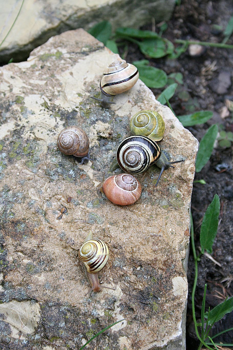 cargols, petxina de mar, pluja, jardí, primavera, cargol, animals, lentament, espiral, figura, estiu, mol·luscs, fauna, herba, la creació de, mol·lusc, gasteròpode, shell, closca d’animals, invertebrat, fauna animal, naturalesa, animal, cap gent, temes d'animals, primer pla, dia, terra, animals a la natura, grup d’animals, sòlid, vista d’angle alt, planta, a l'aire lliure, rastreig, 2K