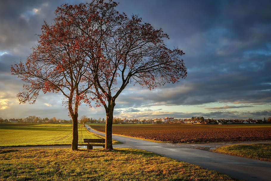 riposo, nuvole, albero, banca, prato, i campi, lontano, abendstimmung, paesaggio, idilliaco, tranquillo, calmo, ancora, erba, natura, umore, crepuscolo, atmosferico, cielo, nuvola - cielo, bellezza nella natura, pianta, campo, scenics - natura, ambiente, la tranquillità, scena tranquilla, terra, nessuno, scena rurale, scena non urbana, all'aperto, giorno, modificare, 5K