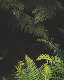 grünblättriger Baum, Pflanze, Farn, Vegetation, Baum, Regenwald, Natur, Grün, Land, draußen, Nadelbaum, Buchse, Blatt, ästhetisch, Wald, Ton, Victoria, Australien, Abenteuer, Wildnis, Pflanzen, Wachstum, Pflanzenteil, grüne Farbe, Schönheit in der Natur, keine Leute, Nahansicht, Tag, Ruhe, Wedel, Ast, Botanik, selektiver Fokus, Blätter, Kiefer, Palmblatt, 5K, CC0, gemeinfrei, lizenzfrei