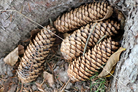 Tyskland, Thüringen, tæt på, ingen mennesker, natur, dag, høj vinkel visning, udendørs, stor gruppe af objekter, mad og drikke, plante, mad, fokus på forgrunden, jord, grankogle, naturligt mønster, dyre temaer, reb, træ, gruppe af objekter, stilleben, tør, 5K, CC0, offentligt domæne, royaltyfrie