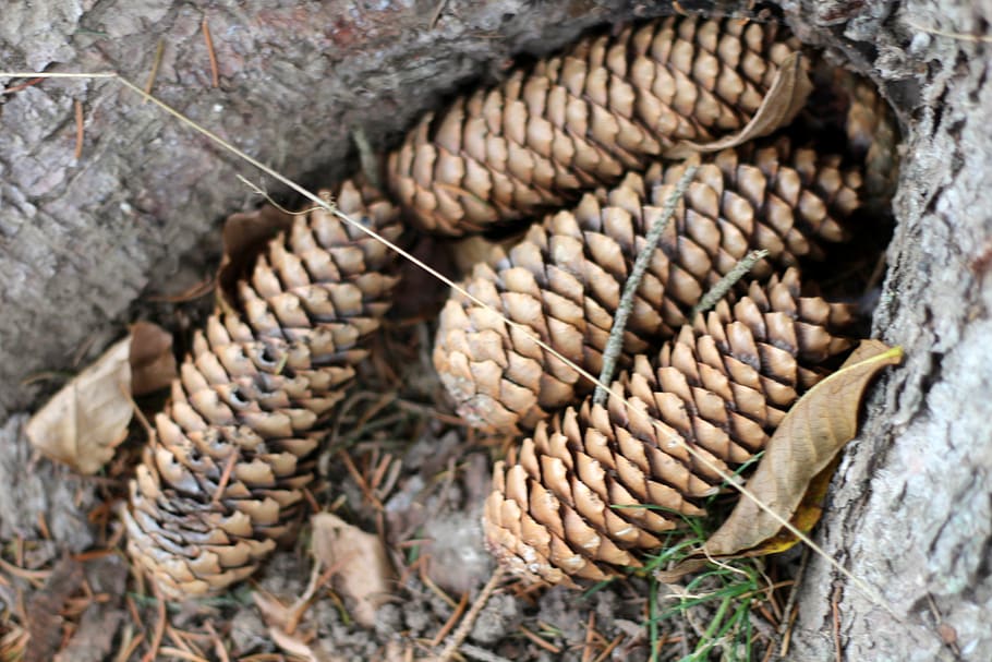 Tyskland, Thüringen, tæt på, ingen mennesker, natur, dag, høj vinkel visning, udendørs, stor gruppe af objekter, mad og drikke, plante, mad, fokus på forgrunden, jord, grankogle, naturligt mønster, dyre temaer, reb, træ, gruppe af objekter, stilleben, tør, 5K