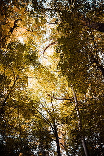verme, vista dell'occhio, foresta, rami, colpo basso angolo, prospettiva, alberi, vista di verme, albero, pianta, Inquadratura dal basso, autunno, bellezza nella natura, crescita, baldacchino di albero, nessuno, natura, ramo, la tranquillità, modificare, giorno, all'aperto, cielo, giallo, sfondi, scena tranquilla, terra, direttamente sotto, 5K, CC0, dominio pubblico, privo di copyright