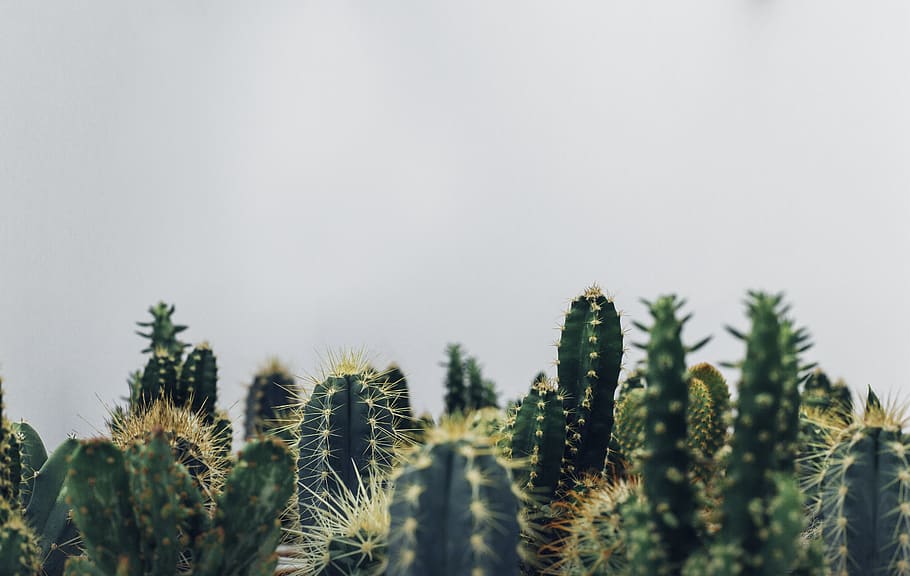 cacti, ต้นกระบองเพชร, กระบองเพชร, พืช, ปลูก, การเจริญเติบโต, ธรรมชาติ, ความงามในธรรมชาติ, ท้องฟ้า, ความเงียบสงบ, ไม่มีคน, วัน, ใกล้ชิด, สีเขียว, ต้นไม้, กลางแจ้ง, เลือกโฟกัส, มุ่งเน้นไปที่เบื้องหน้า, ฉากที่เงียบสงบ, ฟ้าโปร่ง, ความสด, พืชอวบน้ำ, พื้นที่การคัดลอก, ต้นไม้ต้นสน, ภูมิอากาศแห้งแล้ง, 5K