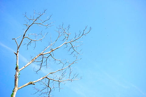 albero, rami, cielo, pulito, foresta, astratto, estate, minimo, albero nudo, blu, ramo, cielo sereno, pianta, nessuno, bellezza nella natura, natura, Inquadratura dal basso, la tranquillità, giorno, copia spazio, scenics - natura, all'aperto, scena tranquilla, pianta morta, scena non urbana, ambiente, 4K, CC0, dominio pubblico, privo di copyright