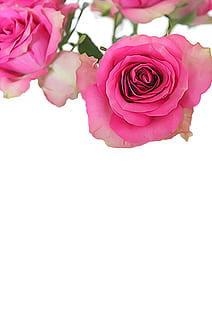 fondo, divorciado, diseño, impulsado, decoración, Dekor, Boda, Felicidades, Rosa, romántico, día de San Valentín, enamorado, las flores, cumpleaños, flor, planta floreciendo, planta, belleza en la naturaleza, frescura, flor rosa, pétalo, fragilidad, vulnerabilidad, color rosa, foto de estudio, de cerca, inflorescencia, cabeza de flor, Fondo blanco, copia espacio, naturaleza, adentro, nadie, arreglo floral, ramo de flores, blandura, racimo de flores, 4K, CC0, dominio público, libre de derechos
