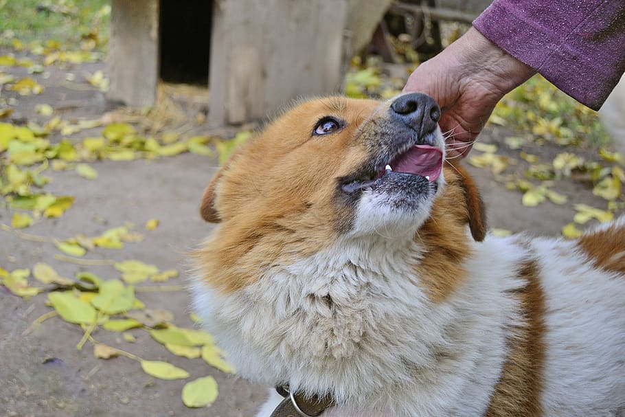 câine, loialitate, devotament, animal de companie, vedere, animal, fiecare, vizualizari, portret, urechi, lână, fotografie, un animal, mamifer, animale de companie, animale domestice, intern, partea corpului uman, umană, animale vertebrate, o persoana, mână, oameni adevărați, canin, zi, natură, stiluri de viață, în aer liber, proprietar de animale de companie, 4K