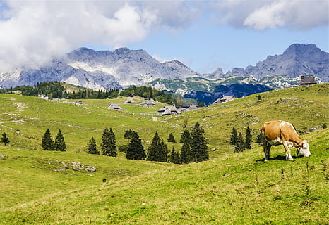 kraštovaizdį, žalias, žolė, laukai, karvė, gyvūnas, kalnai, kalvos, pobūdį, debesys, gyvulius, Naminiai gyvūnai, kalnas, žinduolių, vidaus, augalų, augintiniai, grožis gamtoje, gyvūnų temos, lauke, žemės, debesis - dangus, dangus, žalia spalva, vaizdai - gamta, aplinką, ganymas, kalnų, nėra žmonių, žolėdžius, 1080P, CC0, Viešasis domenas, nemokamai