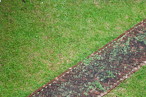 fons de pantalla, patró, herba, planta, color verd, creixement, vista d’angle alt, camp, dia, naturalesa, cap gent, sendera, terra, a l'aire lliure, bellesa a la natura, gespa, tranquil·litat, parc, marc complet, verd, pedra, 5K, CC0, domini públic, lliure de regalies