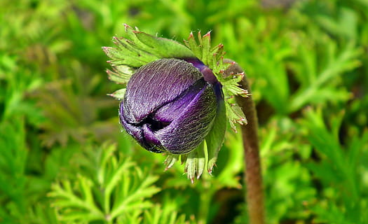 anemone, fiore, germoglio, primavera, giardino, jaskrowate, macro, natura, avvicinamento, peloso, decorativo, pianta, viola, crescita, pianta fiorita, bellezza nella natura, concentrarsi sulle conoscenze acquisite, freschezza, colore verde, fragilità, vulnerabilità, nessuno, giorno, inizi, parte vegetale, foglia, infiorescenza, nuova vita, testa di fiore, all'aperto, sepalo, 2K, CC0, dominio pubblico, privo di copyright