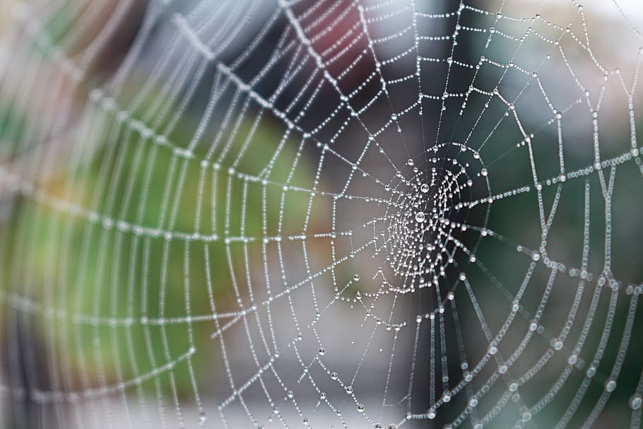 web, aranya, jardí, macro, naturalesa, teranyina, fragilitat, primer pla, vulnerabilitat, cap gent, patró natural, patró, temes d'animals, centrar-se en primer pla, complexitat, bellesa a la natura, marc complet, animal, dia, aràcnids, aigua, enfocament selectiu, artròpode, a l'aire lliure, concèntric, rosada, 5K