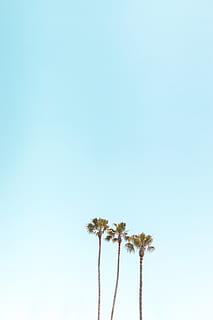 tre palme, cielo, copia spazio, pianta, blu, natura, nessuno, cielo sereno, crescita, Palma, Inquadratura dal basso, albero, giorno, bellezza nella natura, clima tropicale, all'aperto, la tranquillità, alto - alto, freschezza, sfondo colorato, sfondo blu, foglia di palma, 5K, CC0, dominio pubblico, privo di copyright