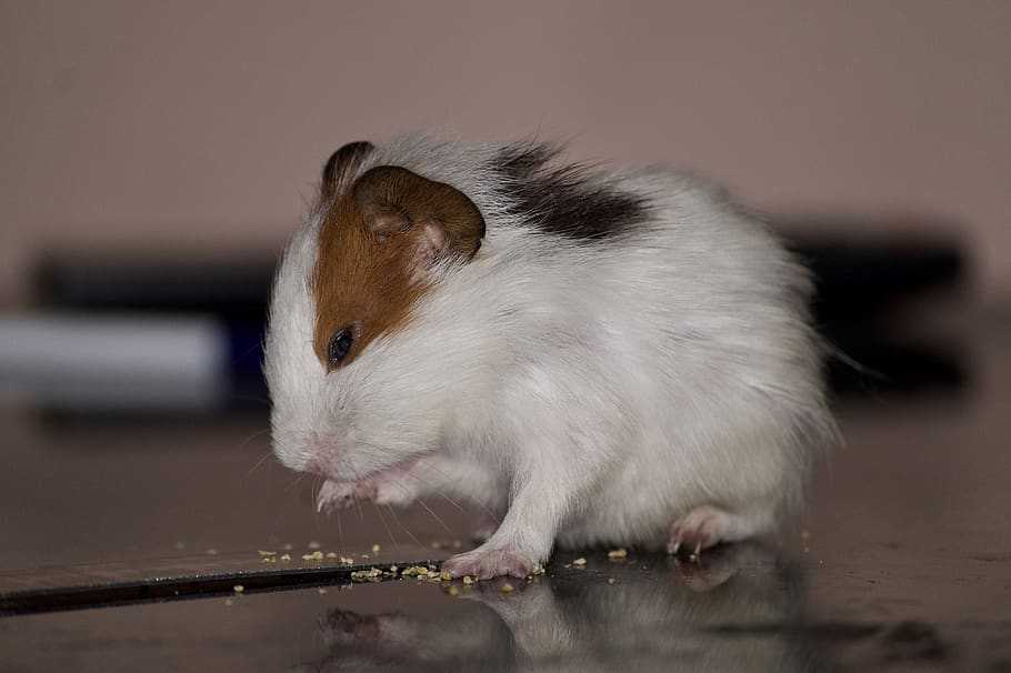 Hamster, Haustier, Essen, Haustiere, Nagetier, Tier, Tierthemen, ein Tier, Säugetier, inländisch, Nahansicht, Tierwelt, keine Leute, Ratte, Wirbeltier, weiße Farbe, Tierkörperteil, drinnen, süß, Tierhaar, Whisker, Tierauge, Profilansicht, Tierkopf, 5K