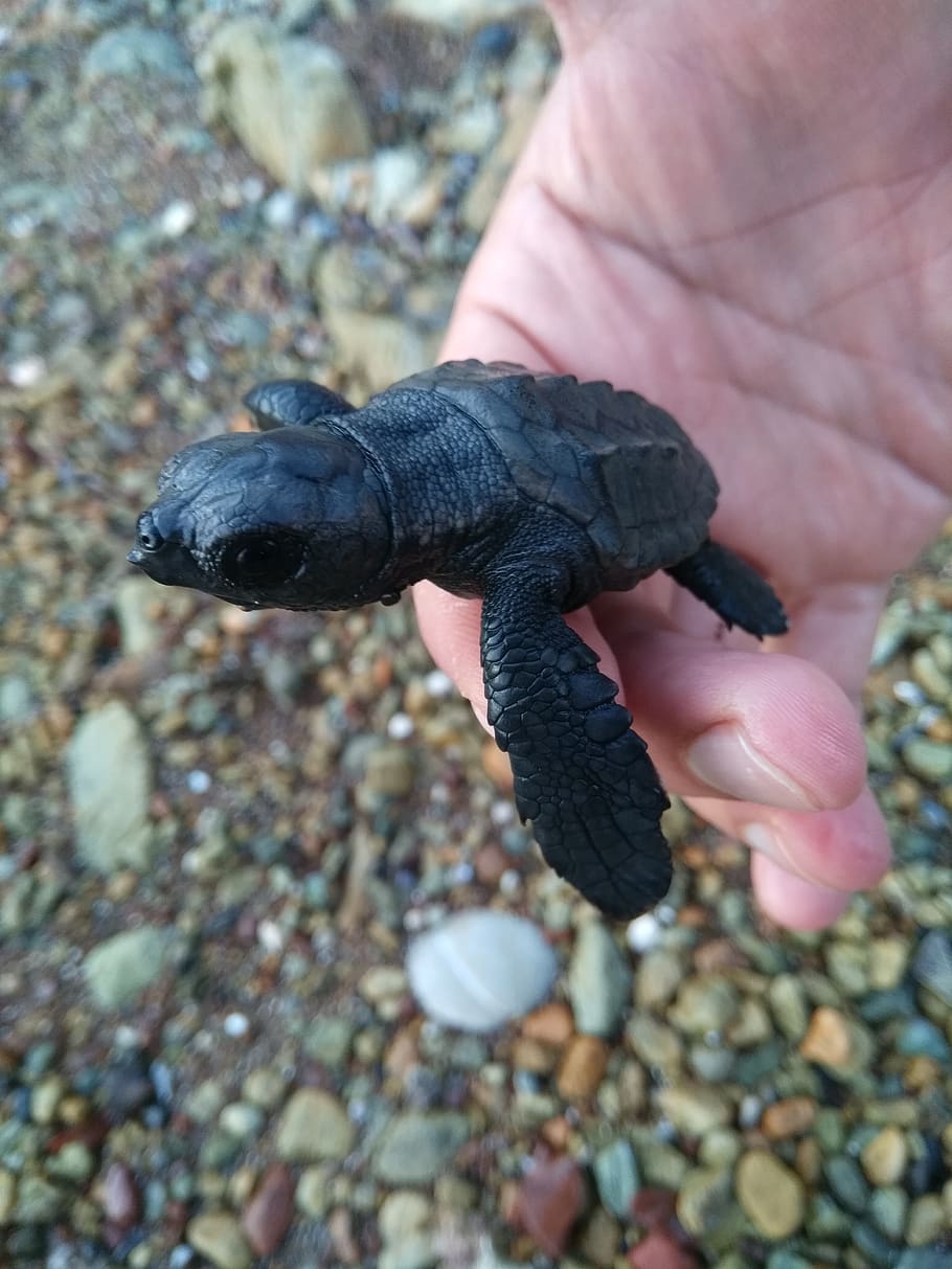 skildpadde, strand, se, sort, menneskelig hånd, dyre temaer, dyr, dyreliv, hånd, dyr i naturen, menneskelig kropsdel, et dyr, en person, hvirveldyr, rigtige mennesker, uigenkendelig person, kropsdel, krybdyr, dag, bedrift, finger, tæt på, menneskelig finger, udendørs, marine, 4K