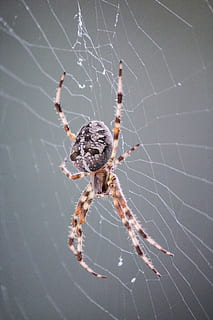 hämähäkki, araneus, seitti, lähikuva, luonto, eläin, verkko, makro, hyönteinen, arachnid, spin-langat, eläinten maailma, puutarha hämähäkki, spinnenfaden, kammottava, hämähäkinverkko, eläinten teemoja, niveljalkaisten, yksi eläin, eläimiä, eläinten villieläimet, hauraus, selkärangaton, ei ihmisiä, keskittyä etualalle, päivä, alttius, ulkona, eläintiede, eläimen jalka, 2K, CC0, public domain, rojaltivapaa