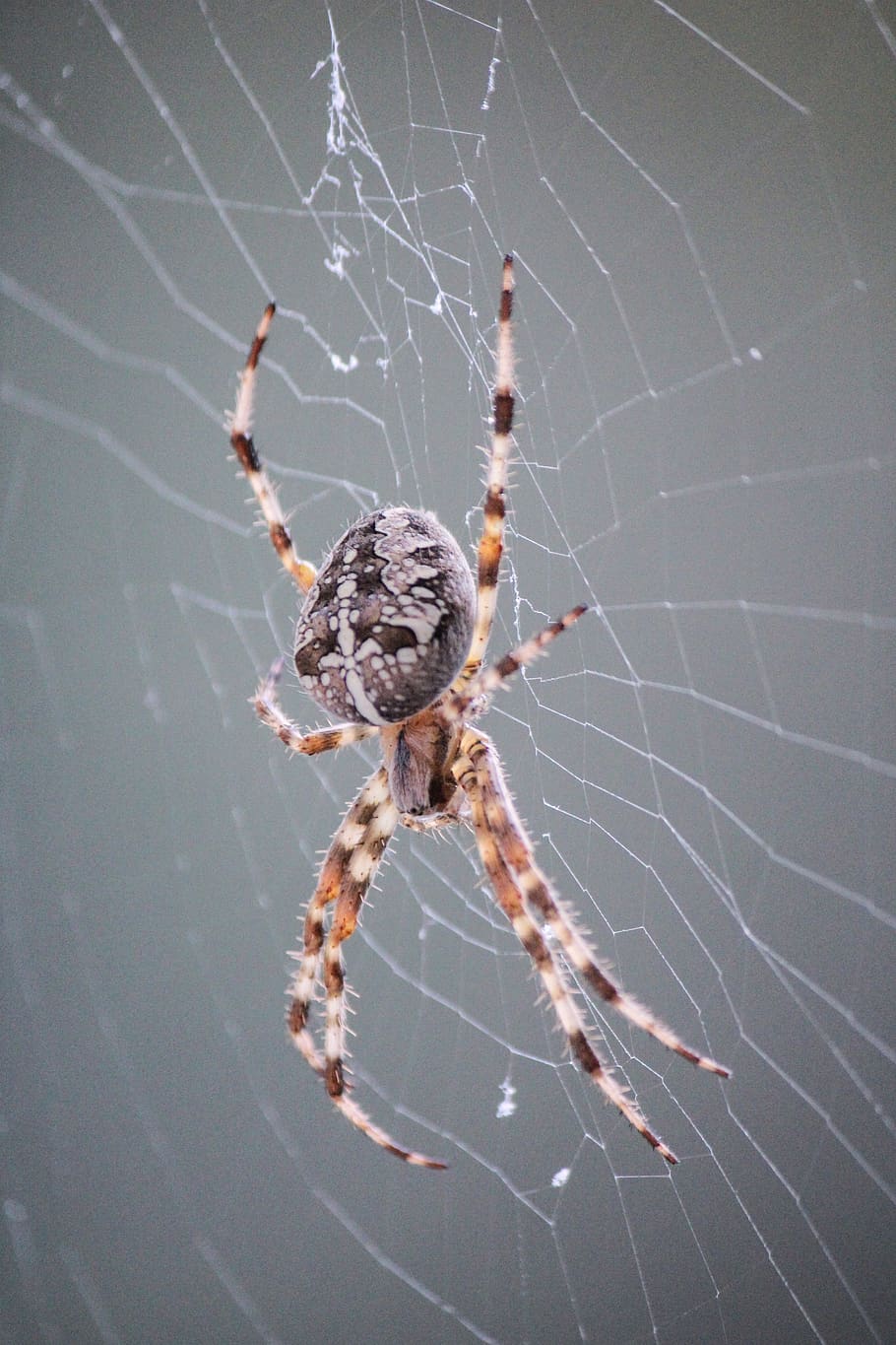 edderkop, araneus, spindelvæv, tæt på, natur, dyr, web, makro, insekt, arachnid, spin tråde, dyr verden, have edderkopper, spinnenfaden, uhyggelig, edderkoppespind, dyre temaer, leddyr, et dyr, dyr i naturen, dyreliv, skrøbelighed, hvirvelløse, ingen mennesker, fokus på forgrunden, dag, sårbarhed, udendørs, zoologi, dyr ben, 2K