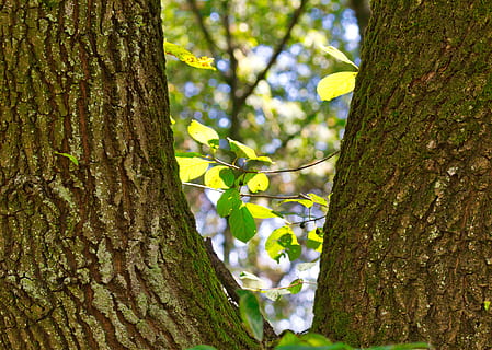beech, trees, bark, green, leaves, deciduous tree, background, plant, tree trunk, tree, trunk, growth, nature, beauty in nature, no people, close-up, focus on foreground, day, outdoors, textured, tranquility, plant bark, flower, sunlight, land, flowering plant, lichen, 4K, CC0, public domain, royalty free