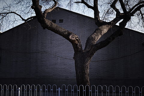 albero nudo nero, città, vecchio, albero, sfondo, inverno, Pechino, Cina, struttura costruita, architettura, esterno dell'edificio, recinto, tronco, confine, barriera, tronco d'albero, albero nudo, ramo, nessuno, pianta, natura, costruzione, giorno, all'aperto, cielo, ringhiera, Inquadratura dal basso, 5K, CC0, dominio pubblico, privo di copyright