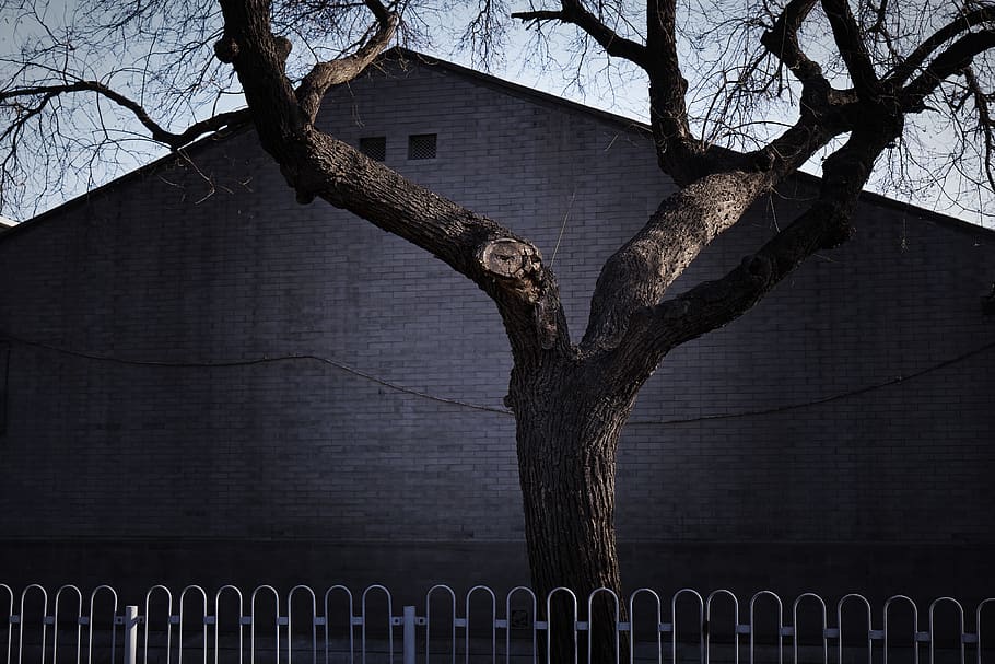 albero nudo nero, città, vecchio, albero, sfondo, inverno, Pechino, Cina, struttura costruita, architettura, esterno dell'edificio, recinto, tronco, confine, barriera, tronco d'albero, albero nudo, ramo, nessuno, pianta, natura, costruzione, giorno, all'aperto, cielo, ringhiera, Inquadratura dal basso, 5K