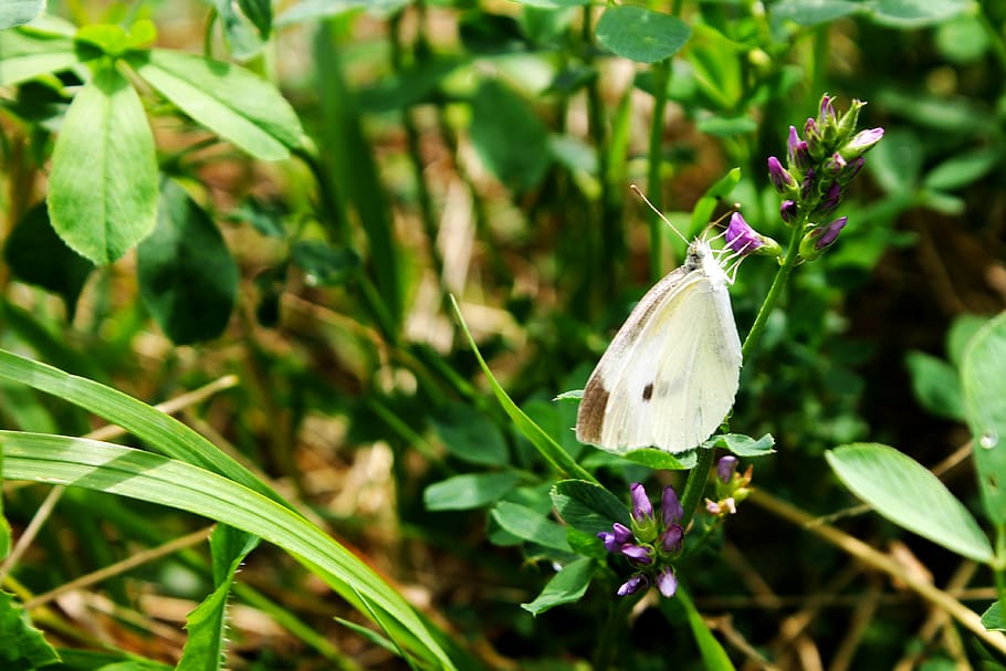 Georgia, pianta, crescita, bellezza nella natura, fiore, pianta fiorita, avvicinamento, vulnerabilità, fragilità, freschezza, colore verde, natura, concentrarsi sulle conoscenze acquisite, nessuno, giorno, Colore bianco, animale, petalo, temi animali, invertebrato, insetto, ala animale, all'aperto, testa di fiore, farfalla - insetto, viola, farfalla, 4K