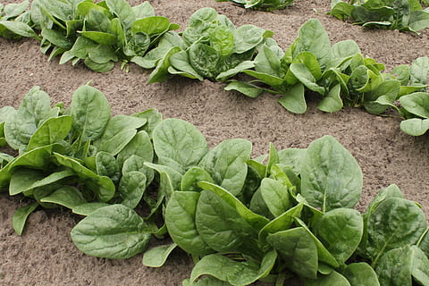 spanac, patch-uri de legume, grădină, legume, verde, cultivare, legumicultură, plante de legume, Culoarea verde, vegetal, parte a plantelor, frunze, bunăstare, mancare si bautura, mâncat sănătos, prospeţime, alimente, nici o persoana, creştere, vedere în unghi mare, a închide, plantă, frunze de legume, natură, agricultură, zi, organic, 4K, CC0, domeniu public, fără drepturi de autor