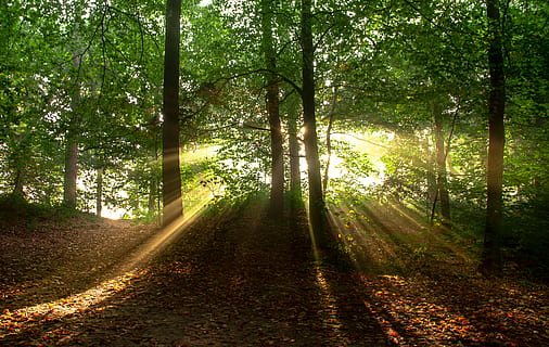 verd, arbres, groc, llum solar, medi ambient, bosc, paisatge, fulles, naturalesa, raigs de sol, raigs del sol, boscos, arbre, planta, terra, tranquil·litat, bellesa a la natura, creixement, escenics - natura, escena tranquil·la, el camí a seguir, cap gent, escena no urbana, dia, direcció, tronc de l'arbre, tronc, idíl·lic, a l'aire lliure, streaming, 4K, CC0, domini públic, lliure de regalies