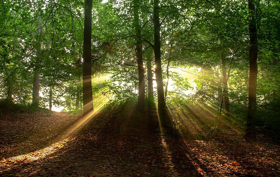 verd, arbres, groc, llum solar, medi ambient, bosc, paisatge, fulles, naturalesa, raigs de sol, raigs del sol, boscos, arbre, planta, terra, tranquil·litat, bellesa a la natura, creixement, escenics - natura, escena tranquil·la, el camí a seguir, cap gent, escena no urbana, dia, direcció, tronc de l'arbre, tronc, idíl·lic, a l'aire lliure, streaming, 4K