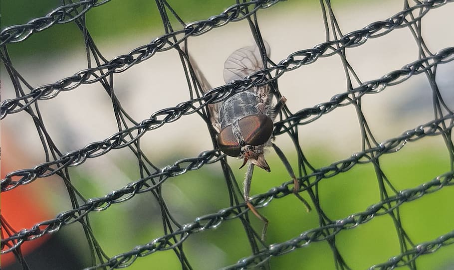 mucha, insecte, presó, macro, naturalesa, ulls, ull, ala, zoom, tanca, protecció, seguretat, barrera, límit, tanca d'enllaç de cadena, metall, cap gent, dia, primer pla, centrar-se en primer pla, a l'aire lliure, embolic de cables, marc complet, cable, color verd, animal, prohibit, 2K