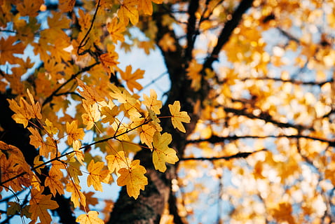 groc, arbre, durant el dia, full, planta, maple, portugal, aveiro, naturalesa, a l'aire lliure, tardor, caure, bosc, cel blau, fulles, tronc de l'arbre, fulla d'auró, color, bokeh, arbres, mínim, canvi, bellesa a la natura, part de la planta, branca, creixement, centrar-se en primer pla, dia, color taronja, vista d’angle baix, cap gent, fragilitat, vulnerabilitat, primer pla, col·lecció de tardor, condició natural, flor de cirerer, 4K, CC0, domini públic, lliure de regalies