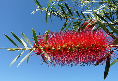 bunga, asli, bottlebrush, pohon, taman, alam, langit, menanam, pertumbuhan, keindahan di alam, biru, tidak ada orang, tampilan sudut rendah, kesegaran, merapatkan, tanaman berbunga, hari, langit cerah, kerentanan, kerapuhan, sinar matahari, daun, bagian tanaman, di luar rumah, kepala bunga, runcing, 2K, CC0, domain publik, bebas royalti