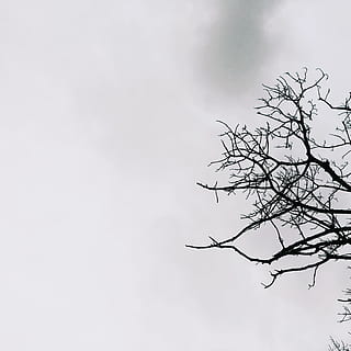 leafless tree, bird, flying, animal, silhouette, 4030 tambon rawai, thailand, tambon rawai, tree, sky, accipiter, nature, blackbird, agelaius, vulture, fog, stork, bee eater, eagle, anhinga, crow, bare tree, plant, branch, low angle view, no people, cloud - sky, beauty in nature, tranquility, day, outdoors, scenics - nature, tranquil scene, overcast, copy space, environment, 2K, CC0, public domain, royalty free