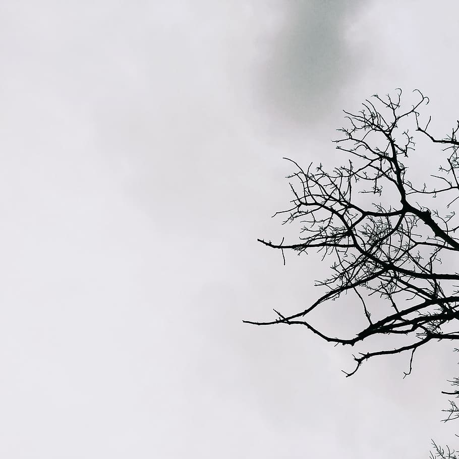 arbre sense fulles, ocell, volant, animal, silueta, 4030 tambon rawai, Tailàndia, tambon rawai, arbre, cel, accipiter, naturalesa, merla, Agelaius, voltor, boira, cigonya, menjar d'abelles, àguila, anhinga, Corb, arbre nu, planta, branca, vista d’angle baix, cap gent, núvol - cel, bellesa a la natura, tranquil·litat, dia, a l'aire lliure, escenics - natura, escena tranquil·la, núvol, còpia espai, medi ambient, 2K