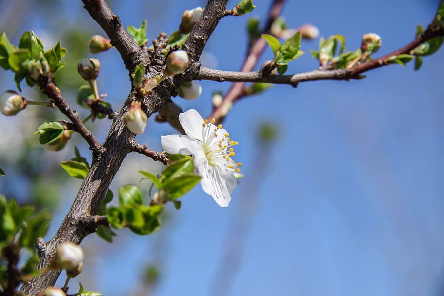 forår, blomst, natur, botanik, blomstring, makro, farve, tæt på, plante, vækst, blomstrende plante, skønhed i naturen, træ, skrøbelighed, afdeling, friskhed, sårbarhed, lav vinkel visning, himmel, fokus på forgrunden, dag, ingen mennesker, kronblad, Kvist, blomsterhoved, udendørs, pollen, 2K