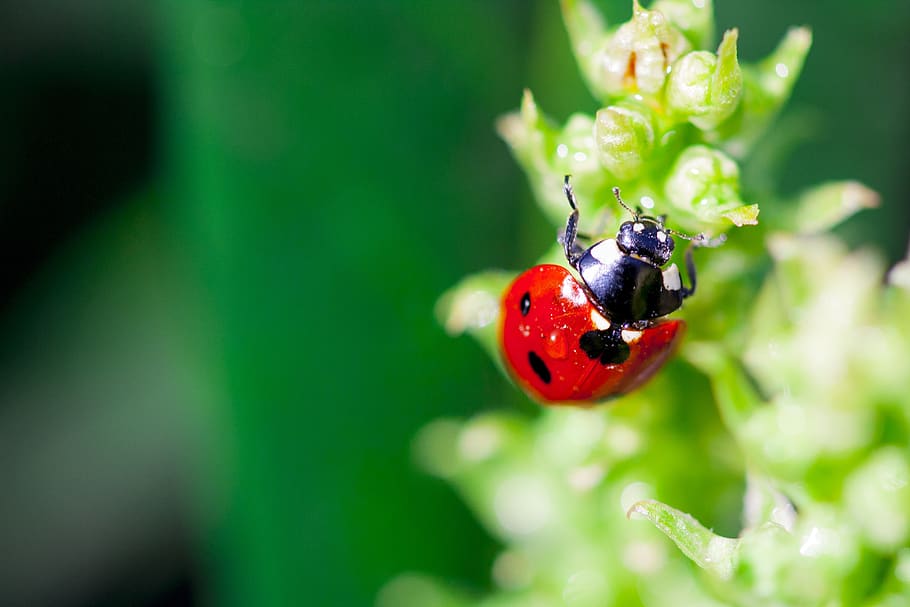 marieta, primavera, herba, insecte, naturalesa, vermell, verd, macro, escarabat, full, marietes, animal, flors, jardí, invertebrat, fauna animal, un animal, temes d'animals, animals a la natura, primer pla, planta, dia, centrar-se en primer pla, enfocament selectiu, cap gent, tacat, color verd, bellesa a la natura, a l'aire lliure, petit, 4K