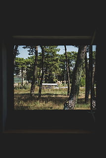 foresta, campo, albero, finestra, vista, verde, creativo, industriale, ufficio, umore, legna, cittadina, città, camion, natura, all'aperto, paesaggio, scena rurale, estate, Paesaggi, nessuno, giorno, scena non urbana, bosco, bellezza nella natura, viaggio, erba, stagione, 5K, CC0, dominio pubblico, privo di copyright