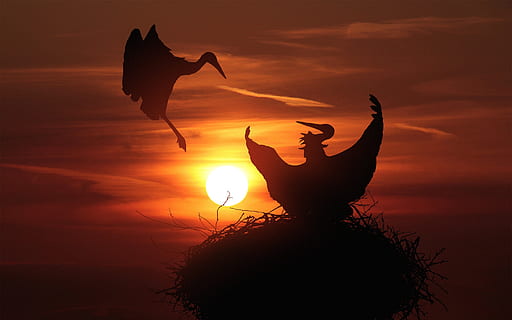 storke, rede, solnedgang, dyr, stork, natur, fjer, flyvende, fugle, vinge, hjem, flyve, vinger, flyvningen, himmel, tusmørke, landskab, landing, aften, daggry, skumring, naturskøn, sollys, solopgang, silhuet, dyre temaer, orange farve, hvirveldyr, sky - himmel, fugl, sol, dyreliv, et dyr, skønhed i naturen, dyr i naturen, en person, pattedyr, menneskelige arm, arme hævet, heks, 2K, CC0, offentligt domæne, royaltyfrie