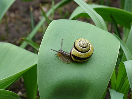 salyangoz, kabuklu deniz hayvanı, bahçe salyangozu, görünüm, kasa, yumuşakça, gastropodlu, bauchfüsser, yavaş ilerleme, sümüklü, kara salyangozu, incelemek, bulmak, spiral, hayvan yaban hayatı, hayvan, bitki bölümü, Yaprak, hayvan temaları, karındanbacaklı, omurgasız, yeşil renk, vahşi hayvanlar, bir hayvan, kapatmak, kabuk, doğa, hayvan kabuğu, insansız, bitki, ön plana odaklanmak, gün, açık havada, emekleme, 5K, CC0, kamu malı, telif ücretsiz