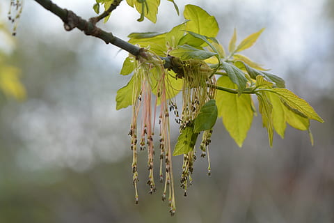Primavera, bordo, árvore, verde, sai, plantar, beleza na natureza, focar em primeiro plano, crescimento, fechar-se, natureza, ninguém, ramo, flor, cor verde, planta com flores, fragilidade, dia, suspensão, vulnerabilidade, frescura, galho, parte da planta, folha, ao ar livre, cabeça de flor, 5K, CC0, domínio público, royalty free