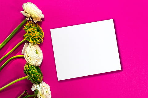Ostern, Ostergruß, Frühling, Rosa, Osterdekorationen, osterkarte, Hahnenfuß, Grußkarte, dekorativ, Tradition, Textfeld, Blume, Stillleben, kopieren sie platz, drinnen, keine Leute, Pflanze, blühende Pflanze, pinke Farbe, leer, Frische, Natur, direkt darüber, Nahansicht, Schönheit in der Natur, Papier-, weiße Farbe, Studioaufnahme, Rahmen, Tabelle, High Angle View, lila, Blütenkopf, 5K, CC0, gemeinfrei, lizenzfrei