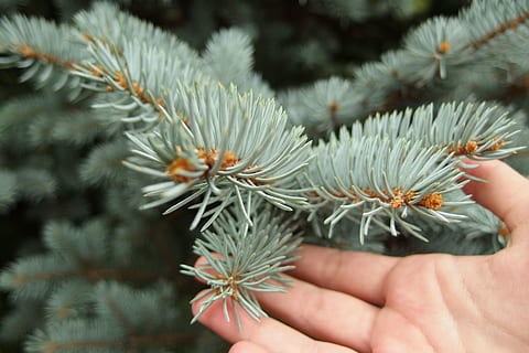 verd, branca de pi, arbre, flora, planta, conífera, abies, avet, tocar, agulles, flor, apiaceae, picea, pi, antera, mà humana, mà, part del cos humà, una persona, primer pla, celebració, centrar-se en primer pla, naturalesa, dia, part del cos, persona irreconeixible, persones reals, dit, dit humà, a l'aire lliure, bellesa a la natura, creixement, perspectiva personal, frescor, agulla - part de la planta, arbre de coníferes, 4K, CC0, domini públic, lliure de regalies