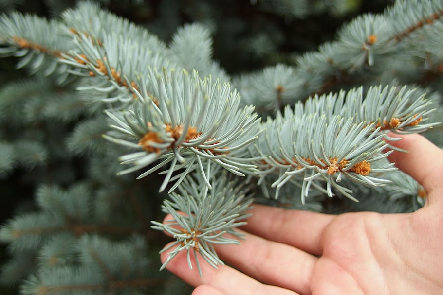 verd, branca de pi, arbre, flora, planta, conífera, abies, avet, tocar, agulles, flor, apiaceae, picea, pi, antera, mà humana, mà, part del cos humà, una persona, primer pla, celebració, centrar-se en primer pla, naturalesa, dia, part del cos, persona irreconeixible, persones reals, dit, dit humà, a l'aire lliure, bellesa a la natura, creixement, perspectiva personal, frescor, agulla - part de la planta, arbre de coníferes, 4K